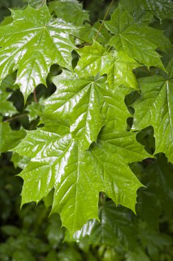 yağmurlu gün arka planda yeşil akçaağaç yaprakları. doğa, mevsimler