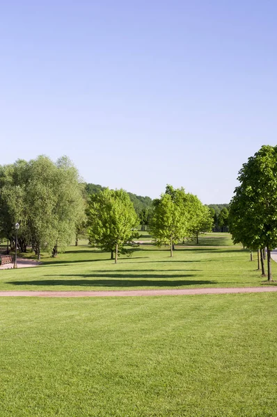 Césped Hierba Primavera Con Árboles Fondo Del Bosque Naturaleza — Foto de Stock