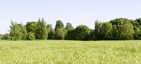 Campo Hierba Primavera Sobre Fondo Del Bosque Naturaleza — Foto de Stock