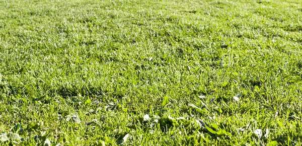 Feld Von Grünem Frühlingsgras Hintergrund Textur — Stockfoto