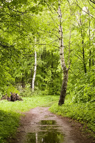 Camino Través Del Bosque Día Lluvioso Primavera Fondo Naturaleza — Foto de Stock