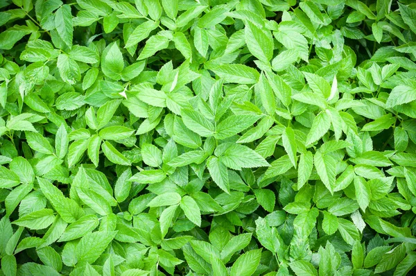 Green Spring Leaves Background Natural Pattern Vignette — Stock Photo, Image