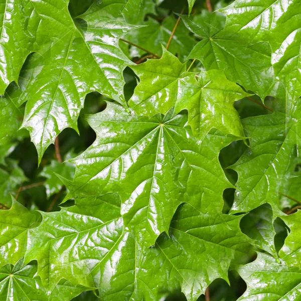 Foglie Acero Verde Fondo Giorno Piovoso Natura Stagioni — Foto Stock