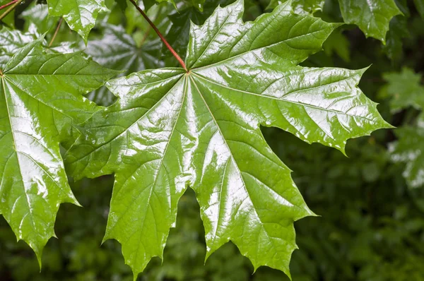 Foglie Acero Verde Fondo Giorno Piovoso Natura Stagioni — Foto Stock