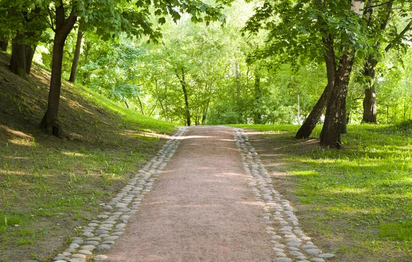 Weg Door Het Bos Het Voorjaar Achtergrond Natuur Rechtenvrije Stockfoto's