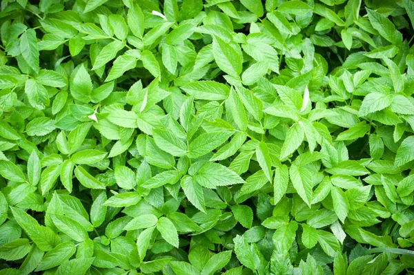 Groene Lente Verlaat Achtergrond Natuurlijke Patroon Vignet Stockfoto