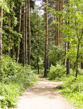 güneşli yaz gün ormana yolu. arka plan, doğa.