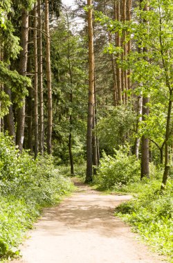 güneşli yaz gün ormana yolu. arka plan, doğa.