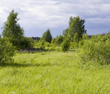 çim ve yaz ormanı üzerinde gökyüzü. arka plan, doğa