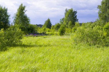 çim ve yaz ormanı üzerinde gökyüzü. arka plan, doğa