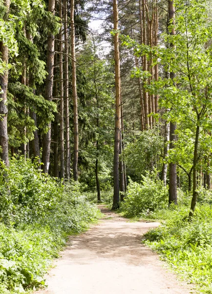 güneşli yaz gün ormana yolu. arka plan, doğa.