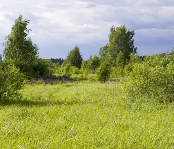 çim ve yaz ormanı üzerinde gökyüzü. arka plan, doğa