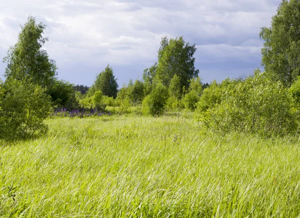 çim ve yaz ormanı üzerinde gökyüzü. arka plan, doğa