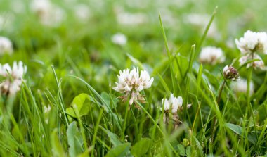 Yaz aylarında yonca tarlası. arka plan, doğa.
