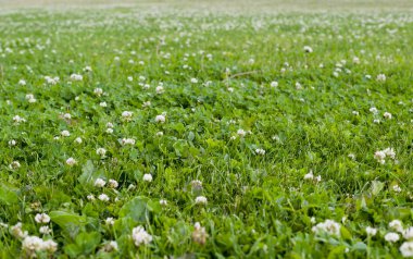 Yaz aylarında yonca tarlası. arka plan, doğa.