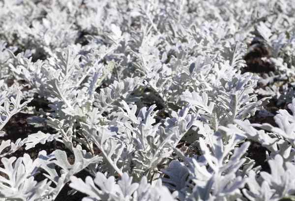 Sfondo Grigio Della Pianta Del Giardino Cineraria Natura — Foto Stock