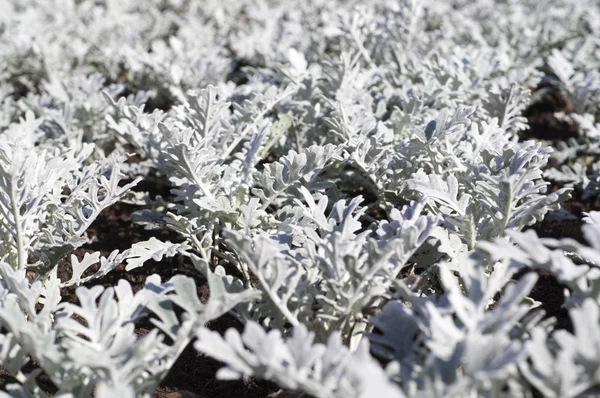 灰色の園芸植物の背景 サイネリア — ストック写真