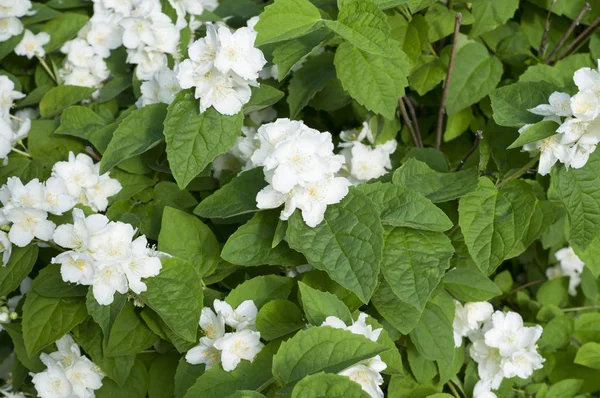 Белый Вишня Цветет Зеленом Фоне Листьев Природа — стоковое фото