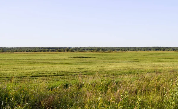 Llano Con Hierba Verde Verano Fondo Naturaleza — Foto de Stock