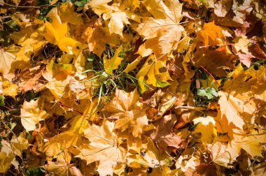 skeç çim zemin üzerine sonbahar yaprakları. Doğa, mevsimlik