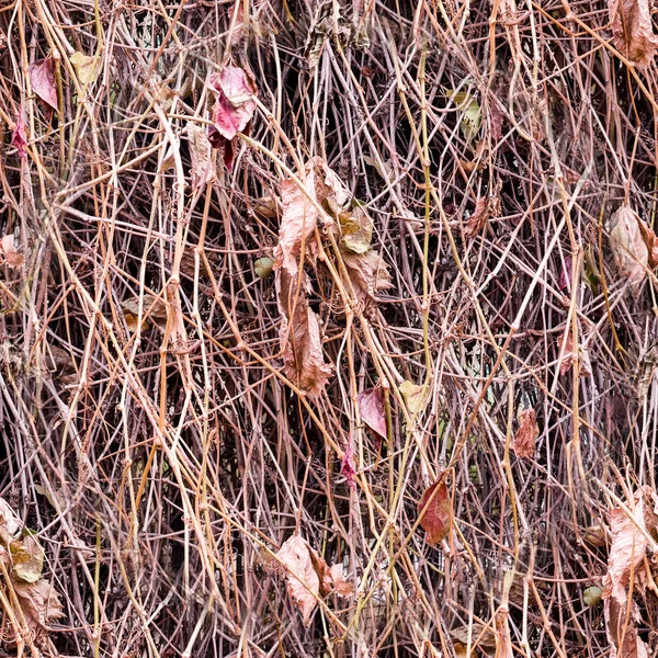 Sans Couture Haie Raisins Sauvages Secs Avec Des Feuilles Tombées — Photo