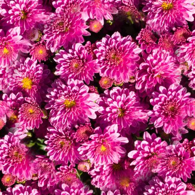 Yaz arka planda Dikişsiz pembe mor Aster çiçek. Doğa.