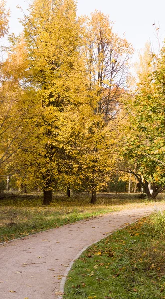 Chodnika Przez Jesienny Park Sezonowe Tło — Zdjęcie stockowe