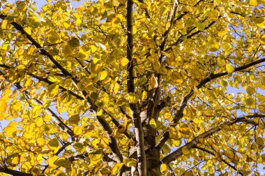 gökyüzü arka planda bir sonbahar ağaç sarı yaprakların. Doğa, mevsimlik.