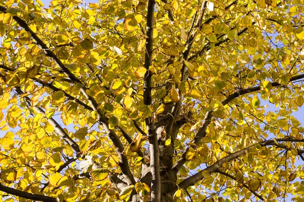 Желтые Листья Дерева Осенью Фоне Неба Природа — стоковое фото