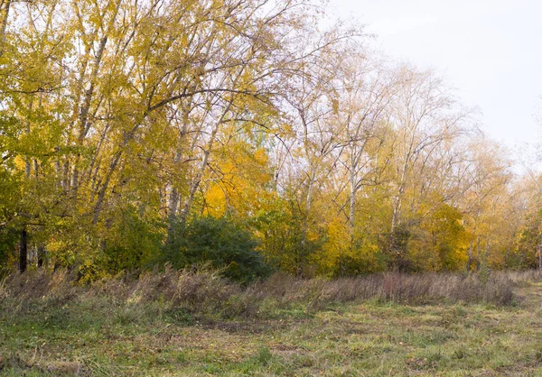 秋には公園に黄色い葉がある木々 — ストック写真