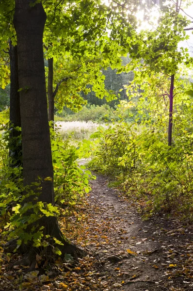 Sendero Calzada Través Del Bosque Verano Fondo Naturaleza — Foto de Stock