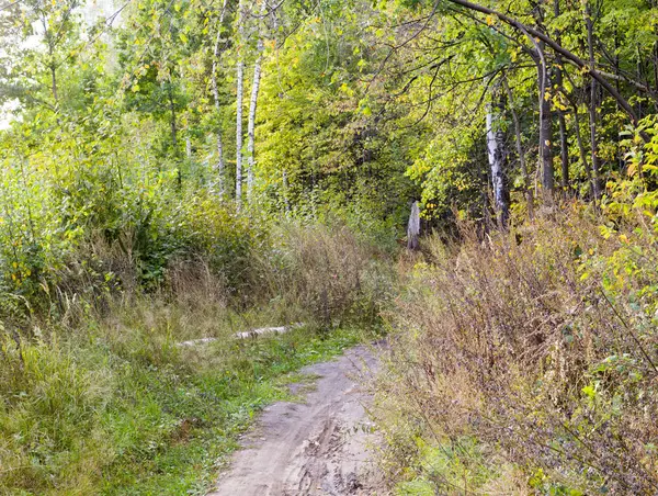 Sendero Calzada Través Del Bosque Verano Fondo Naturaleza — Foto de Stock