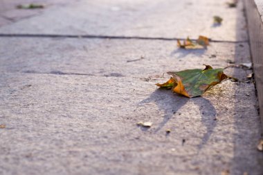 sonbaharda parkta sınır ile kaldırım. arka plan, kentsel.