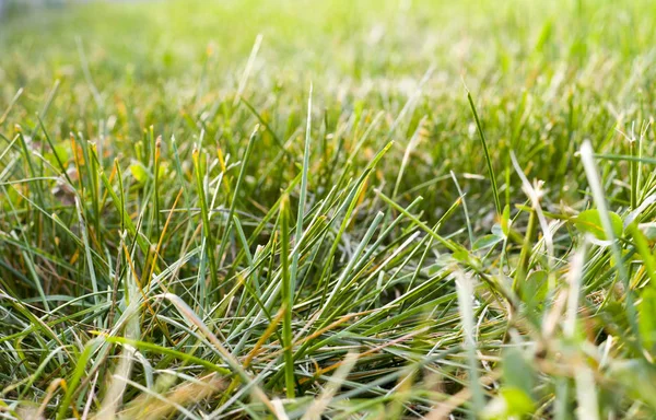 Grüner Gras Hintergrund Mit Perspektive Natur Textur — Stockfoto