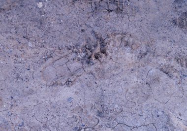 köpek pençesi yumuşak kir baskılar. arka plan, doğal.