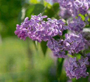 pembe mor bahar leylak çiçekleri ile dal. doğa, botanik.