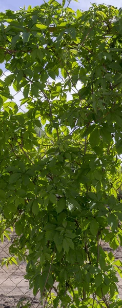 Haie Vigne Verte Sauvage Arrière Plan Nature — Photo