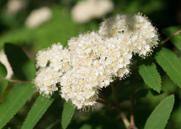 Красивый Белый Цветущий Куст Spirea Aguta Природа Ботаника — стоковое фото