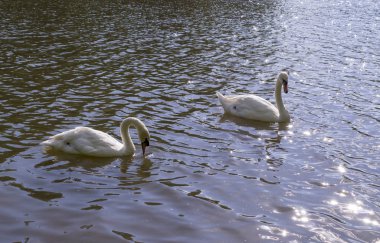 Yaz aylarında Orman gölünde iki beyaz kuğu. Doğa, hayvanlar