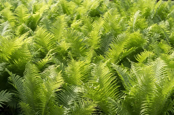 Yeşil Fern Yaz Bırakır Doğa Arka Plan — Stok fotoğraf