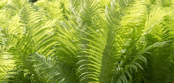 Foglie Felce Verde Estate Natura Sfondo — Foto Stock