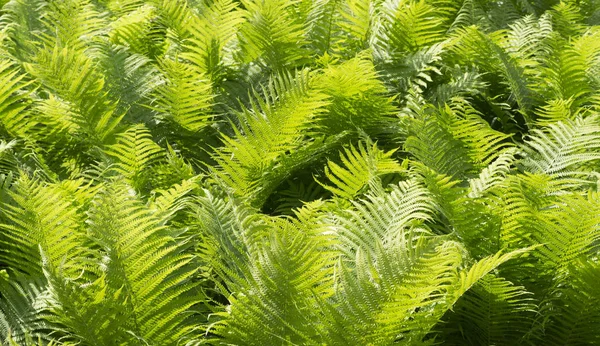 Grüne Farnblätter Sommer Natur Hintergrund — Stockfoto