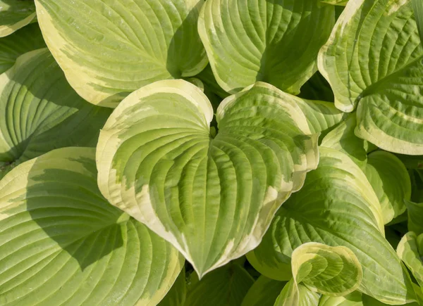 庭のクローズアップパターンで大きな緑の葉 テクスチャ ナチュラル — ストック写真