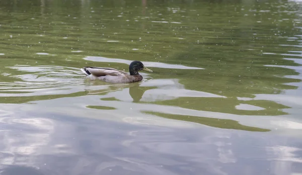 Canard Dans Piscine Dans Parc Été Arrière Plan Animal — Photo