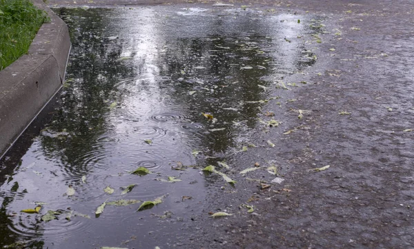 Hojas Ondulaciones Charco Lluvia Parque Verano Fondo Naturaleza —  Fotos de Stock