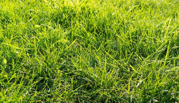 Frisches Grünes Gras Hintergrund Hautnah Sonnigen Tag Textur Natur — Stockfoto