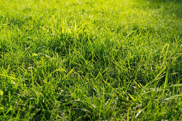 fresh green grass background close up at sunny day. texture, nature.