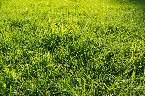 Frisches Grünes Gras Hintergrund Hautnah Sonnigen Tag Textur Natur — Stockfoto
