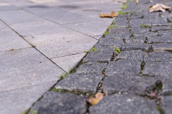 古い石ブロック舗装は 秋に発芽緑の草と正方形の花崗岩のブロックで石畳 — ストック写真