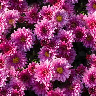 Kusursuz pembe kasımpatı arkaplanı. çiçek, doğa.